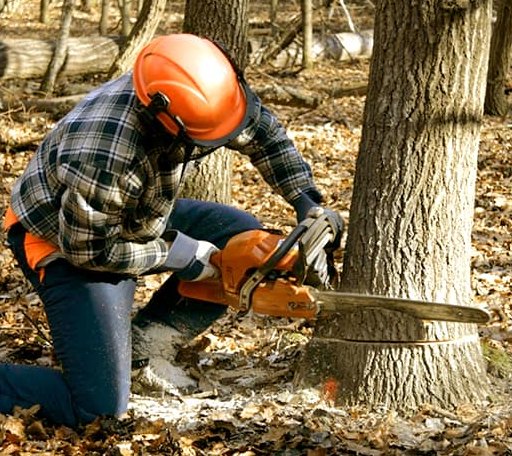 Tree Removal in Resaca, GA